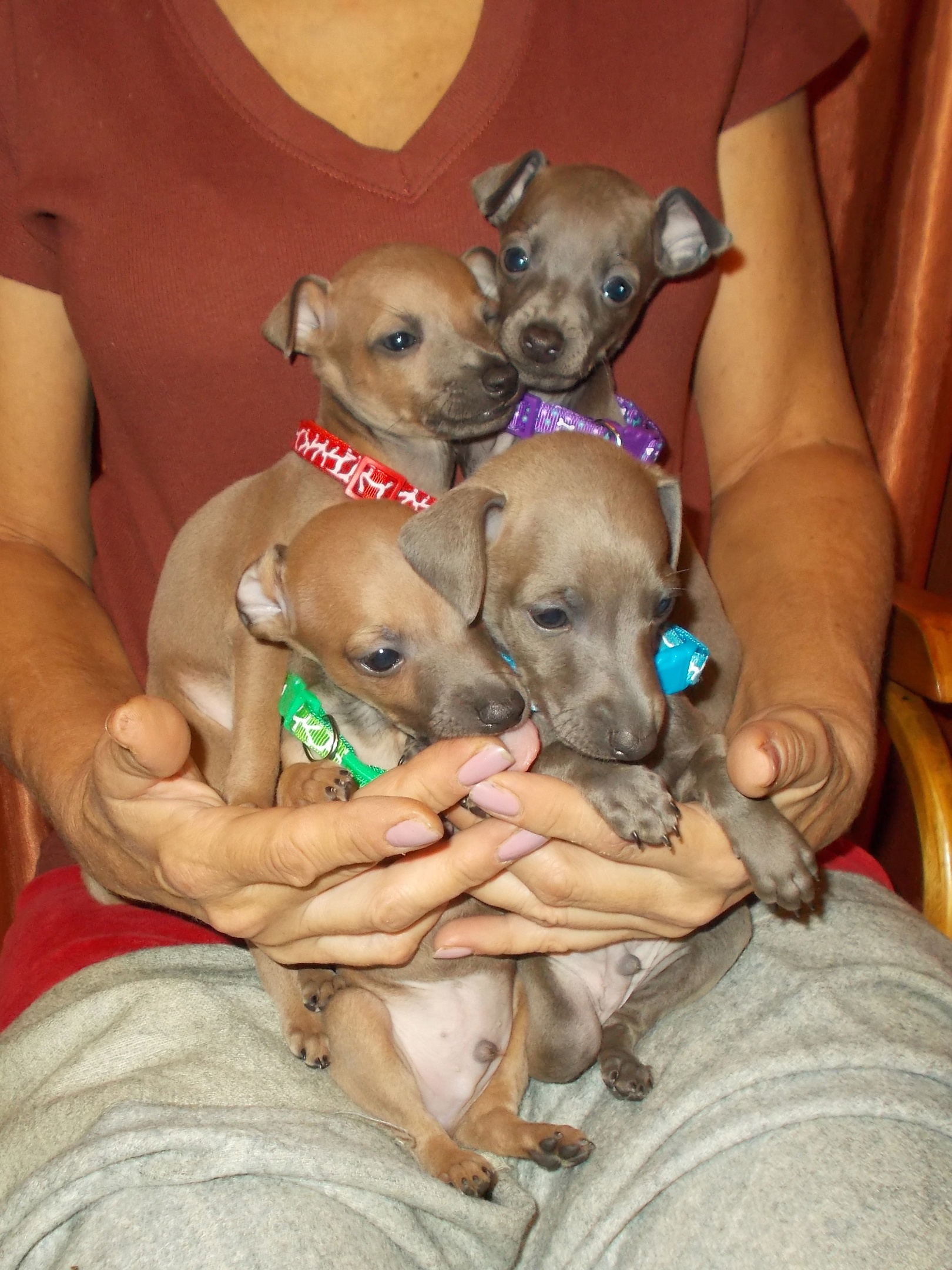 Помёт Б / B в дружественном питомнике