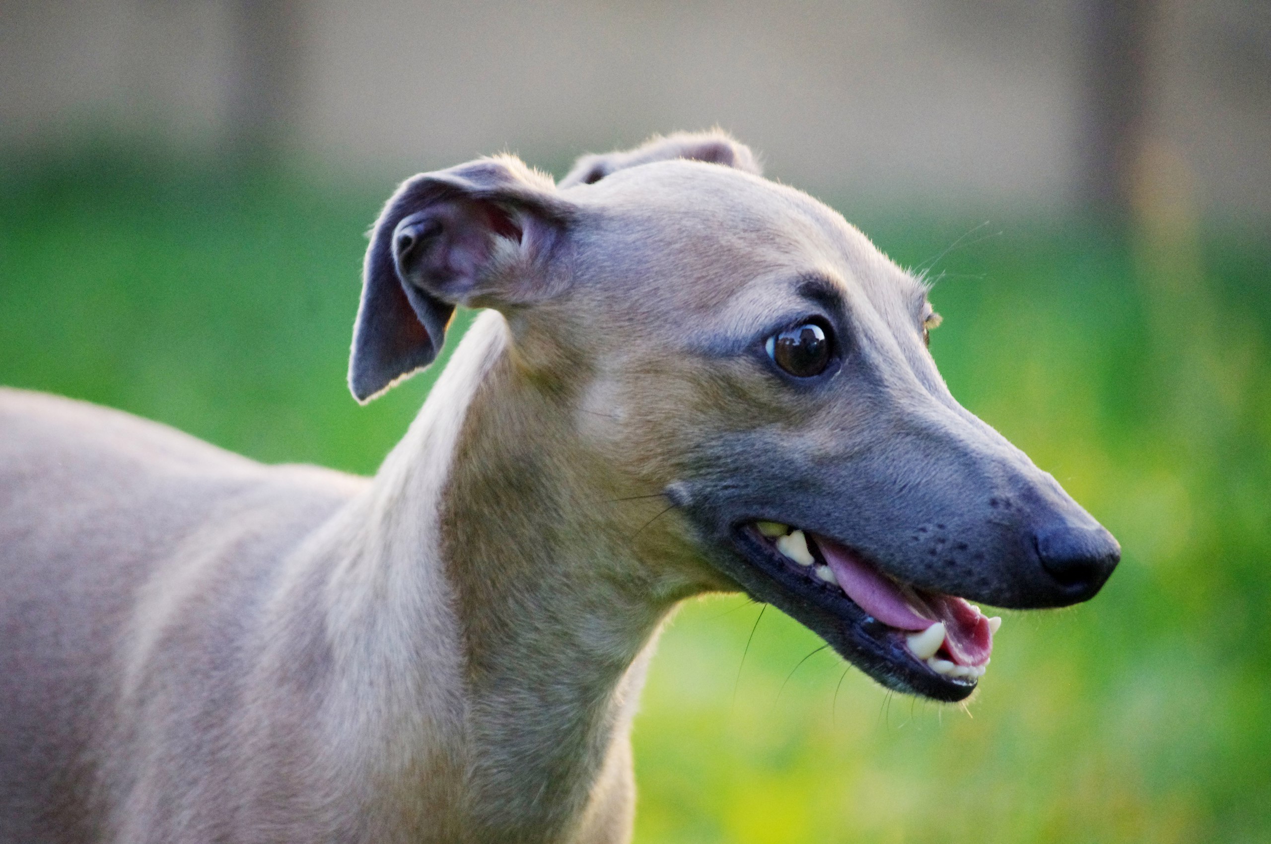 KLARA S KORALLAMI iz OZHERELIA