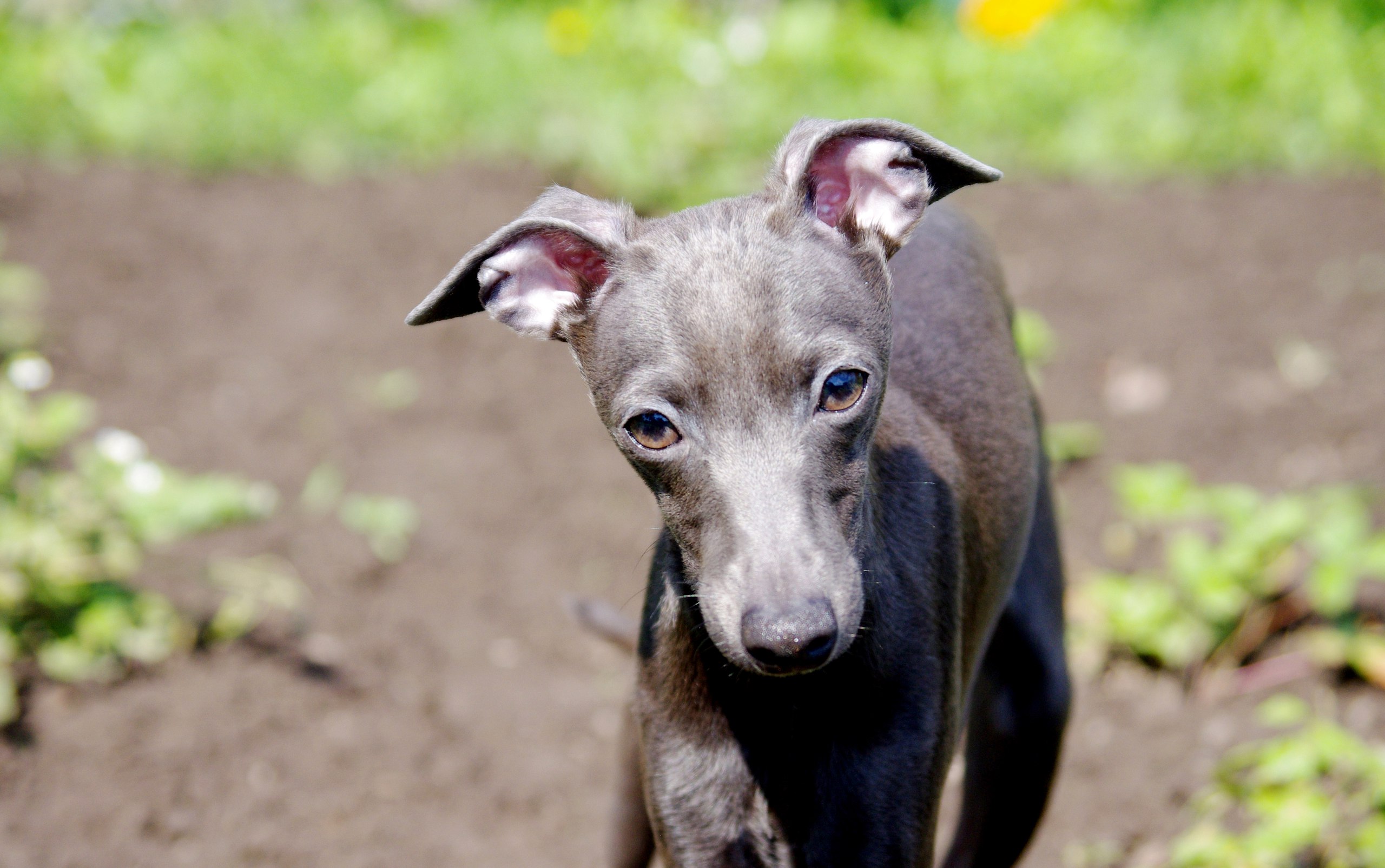 NECHAYANNAYA RADOST EVDOKIYA iz OZHERELIA