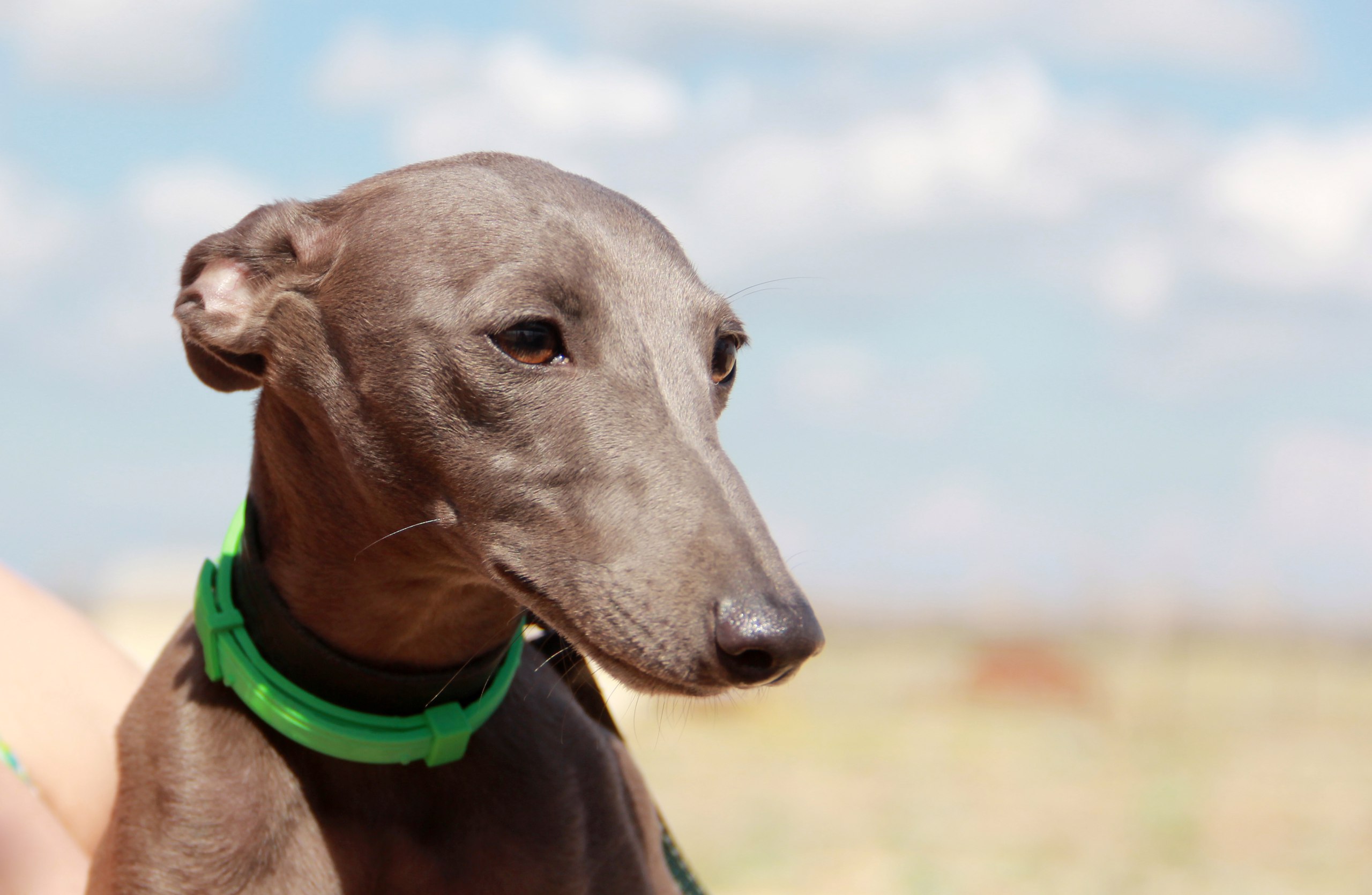 OPTIMA ot VIRTUS REGUM iz OZHERELIA