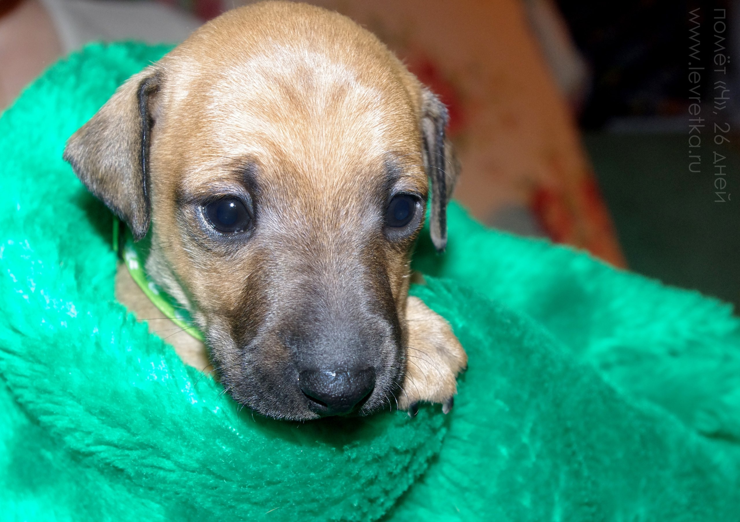 ПОМЁТ "Ч" / litter "C"