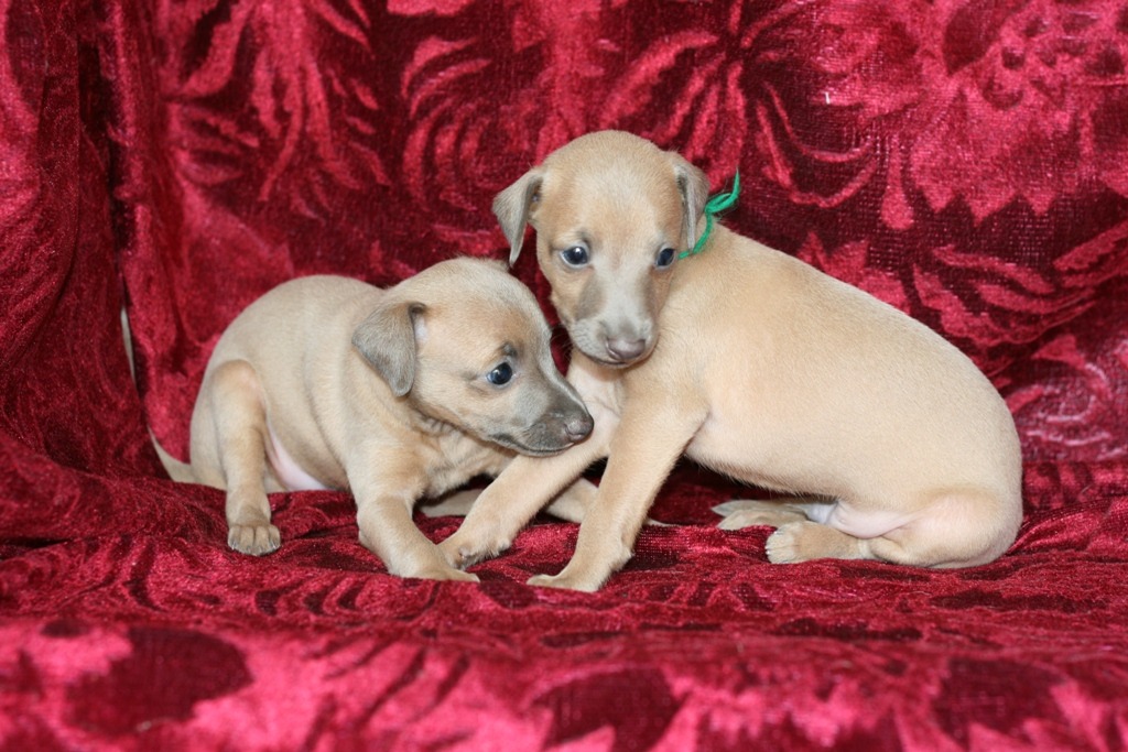 ПОМЁТ "С" / litter "S"