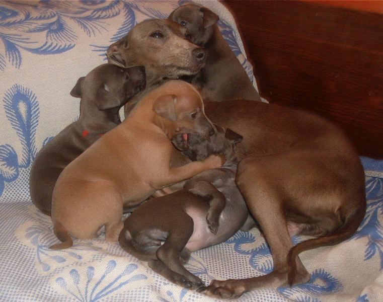  ПОМЁТ "B" / littera "V"