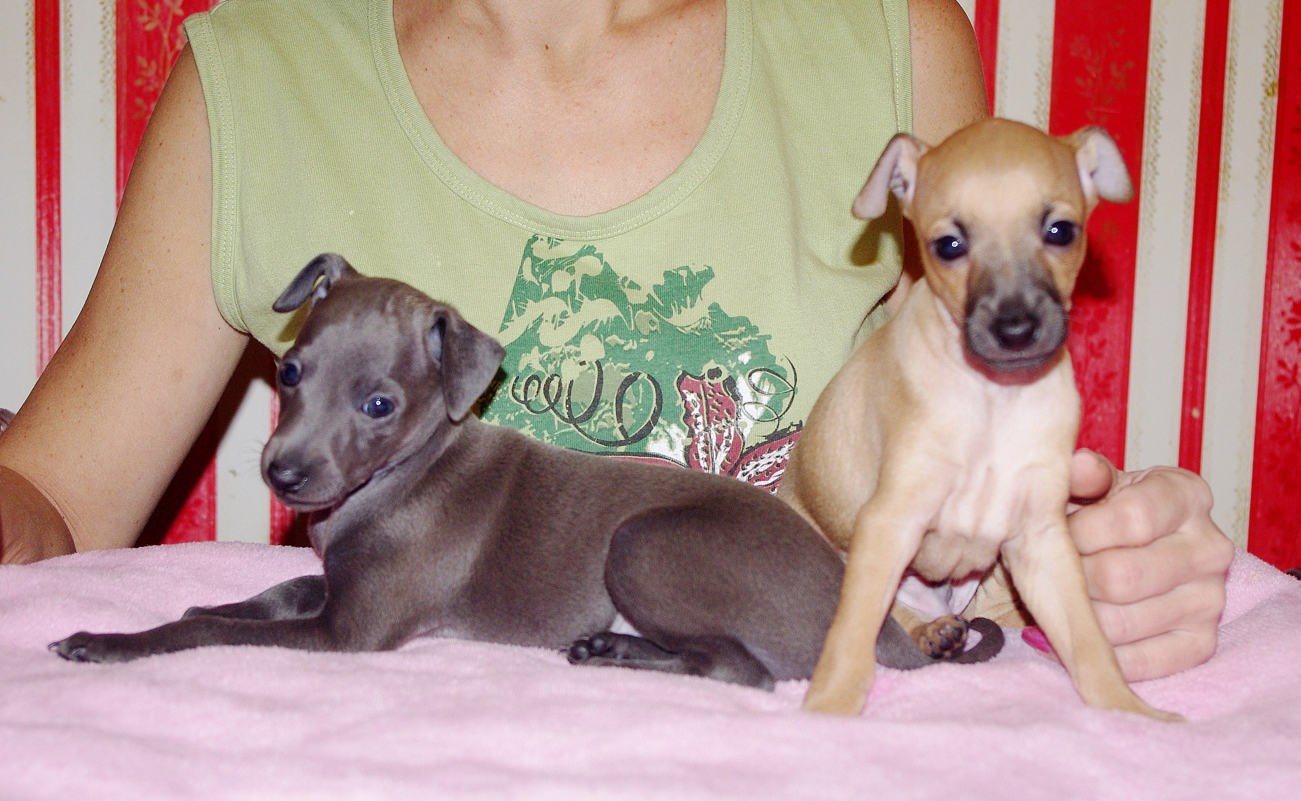 ПОМЁТ "Ж" / litter "J"