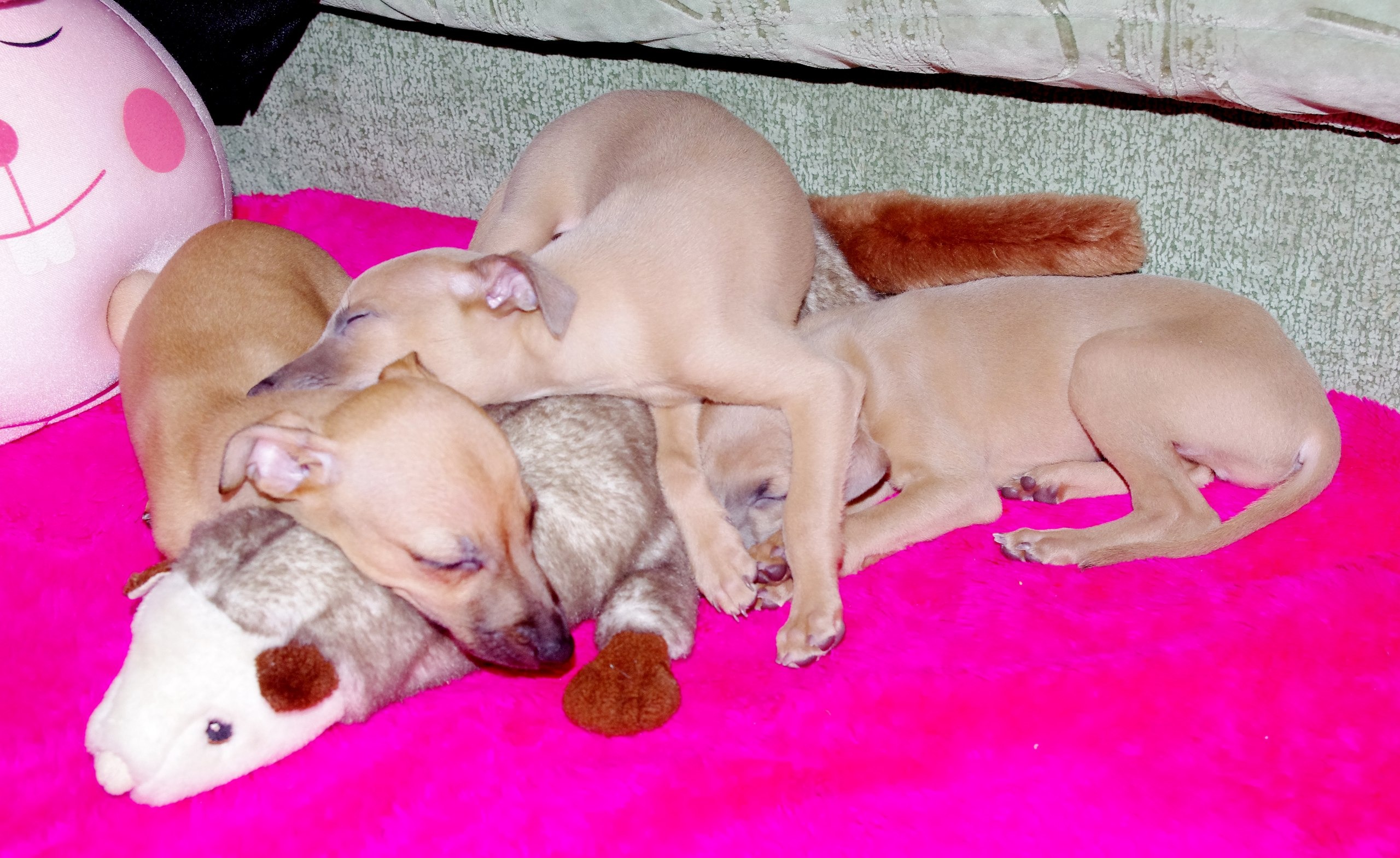 ПОМЁТ "M" / litter "M"