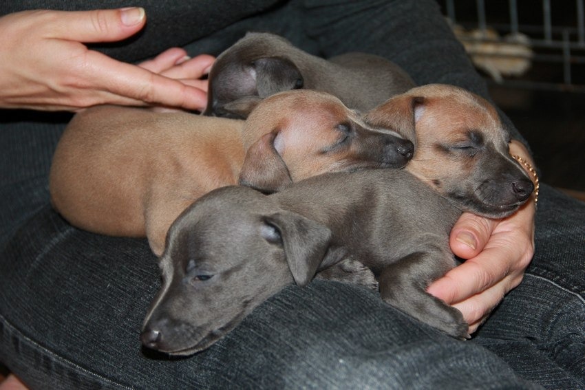 ПОМЁТ "Х" в питомнике "ВИРТУС РЕГУМ"/ litter "H" in kennel "VIRTUS REGUM"