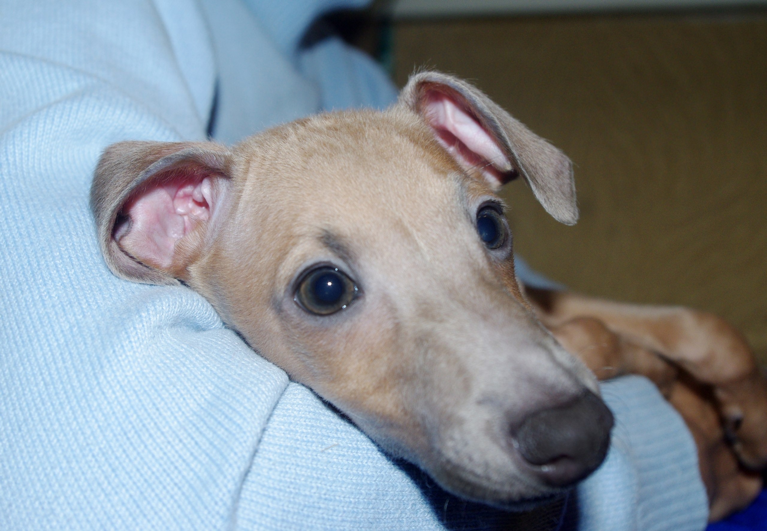 ПОМЁТ "У" / litter "U"