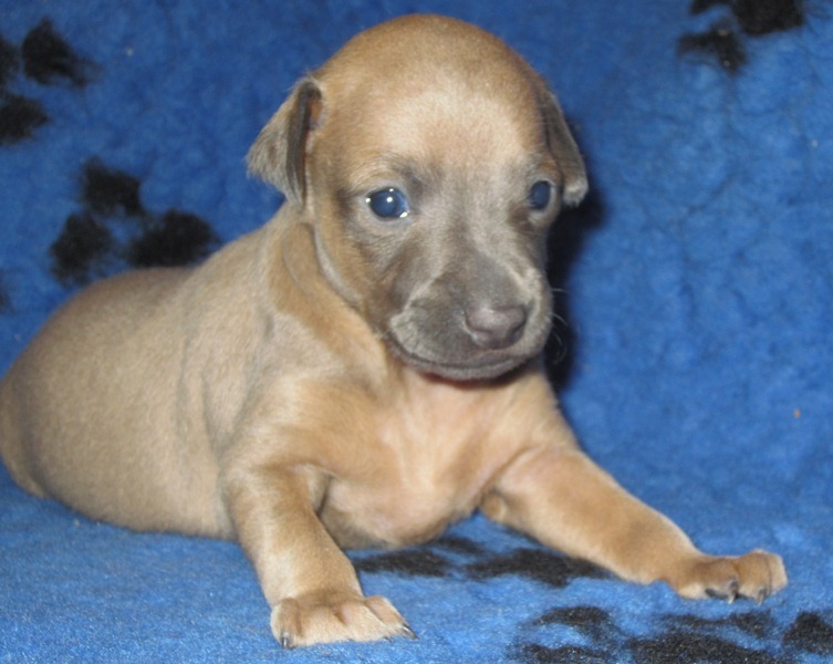 ПОМЁТ "Б" / littera "B"