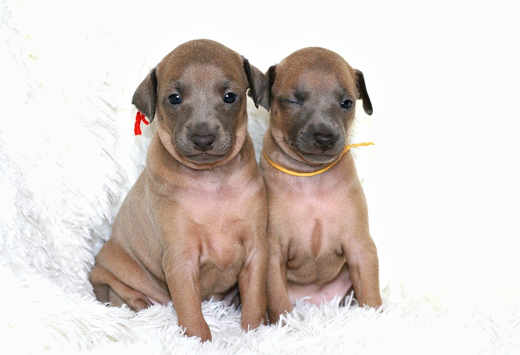 ПОМЁТ "Ц" / litter "C"