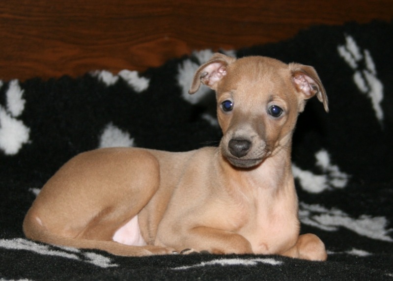 ФОРТУНА из ОЖЕРЕЛЬЯ