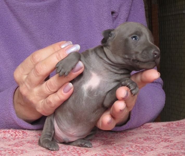  ПОМЁТ "Л" / litter "L"