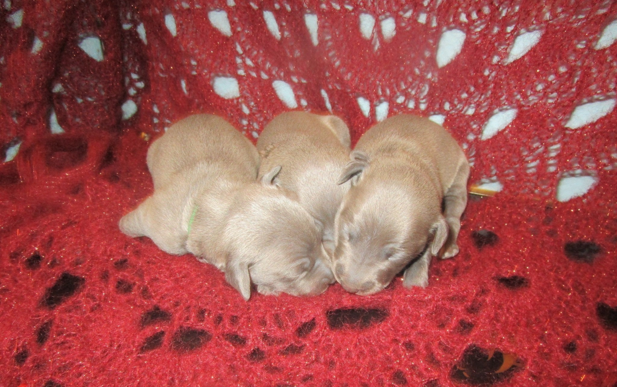 ПОМЁТ "Ф" / litter "F"