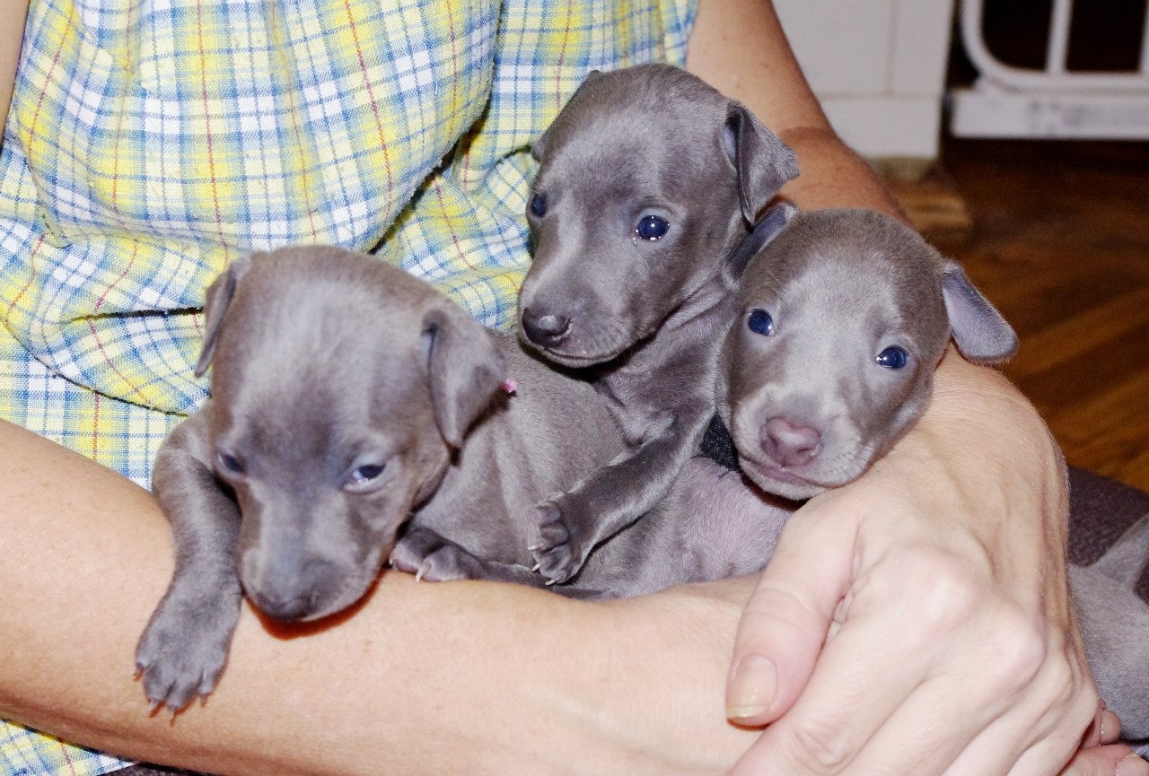 ПОМЁТ "Г" / littera "G"