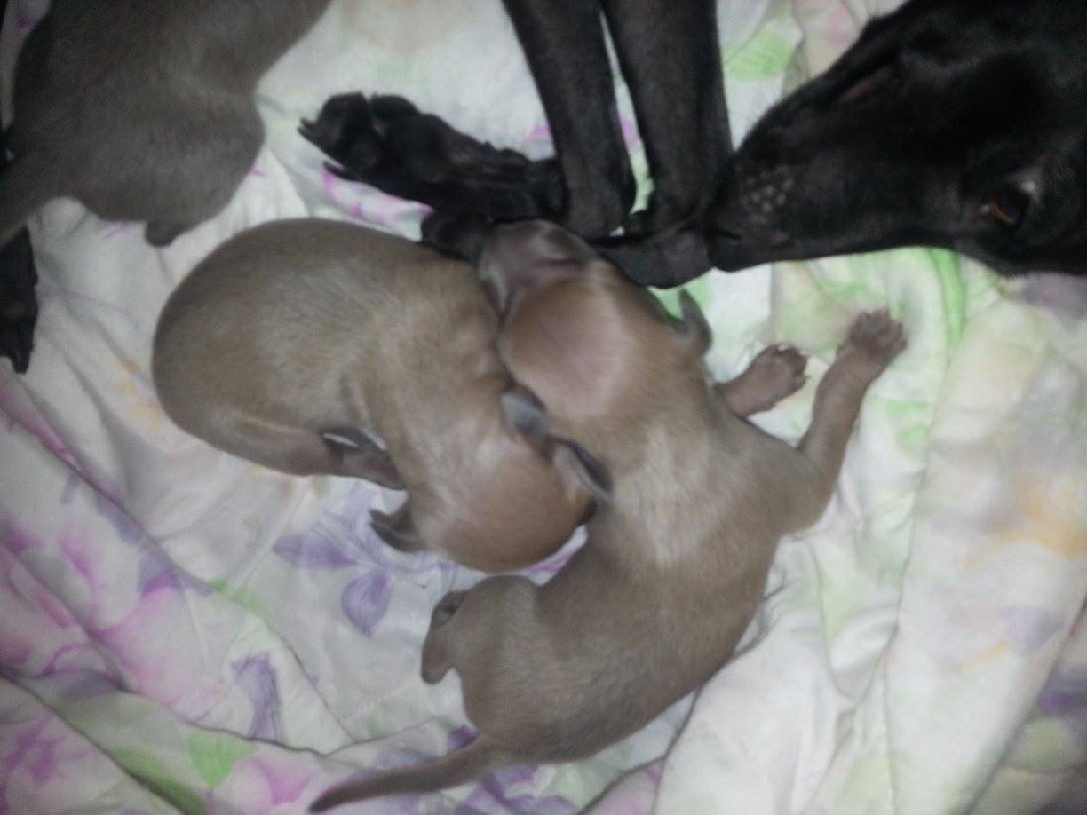 ПОМЁТ "О" / litter "O"