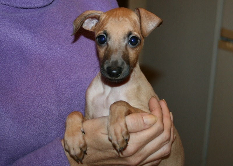 "Питомник "из Ожерелья " предлагает щенков, рожденных 22 сентября 2010