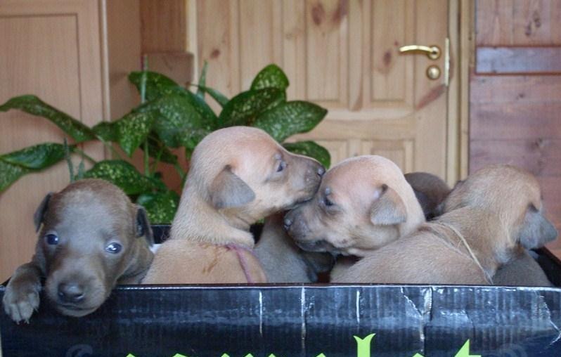 ПОМЁТ "Ю" / littera "Ю"