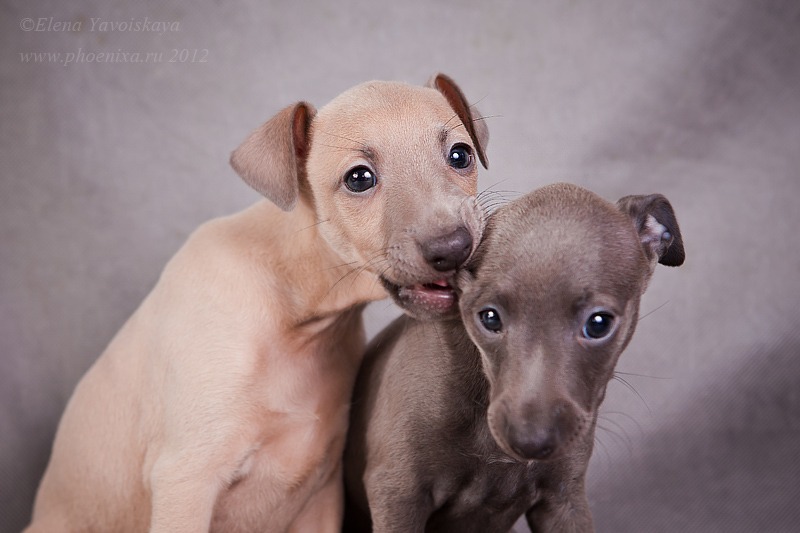 ПОМЁТ "А" / littera "А"