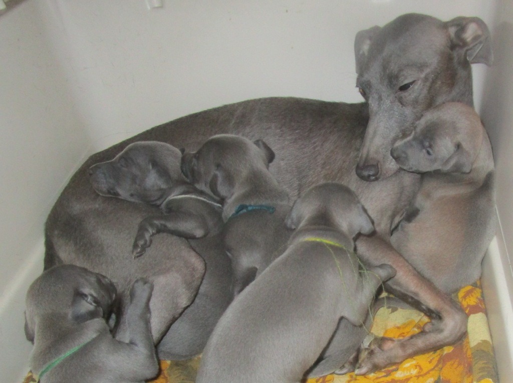 ПОМЁТ "Р" / litter "R"