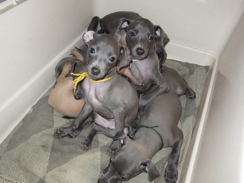 ПОМЁТ "Е" / litter "Е"