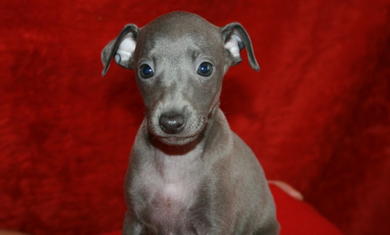 "Питомник "из Ожерелья " предлагает щенков, рожденных 18 февраля 2010