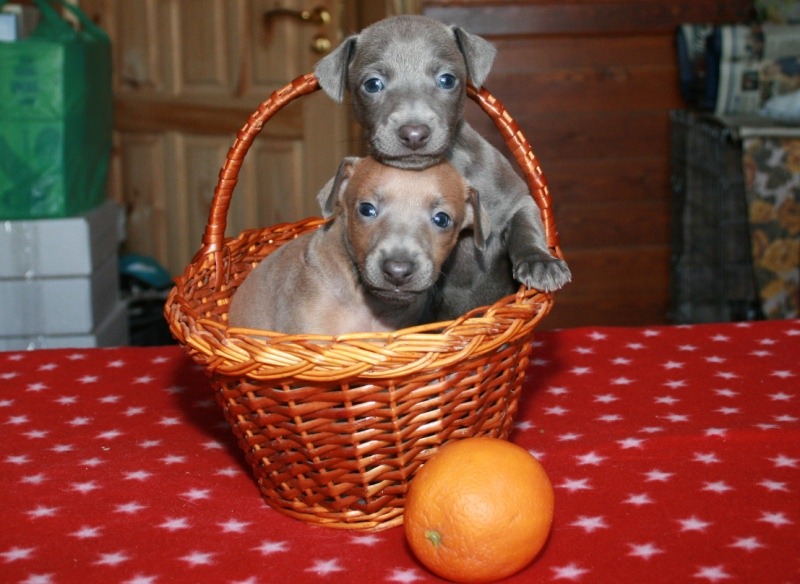 ПОМЁТ "Ш" / littera "Ш"