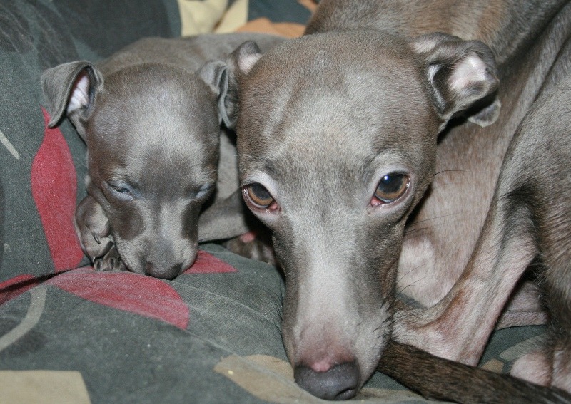 Предлагаем щенка, рожденного 17 декабря 2010