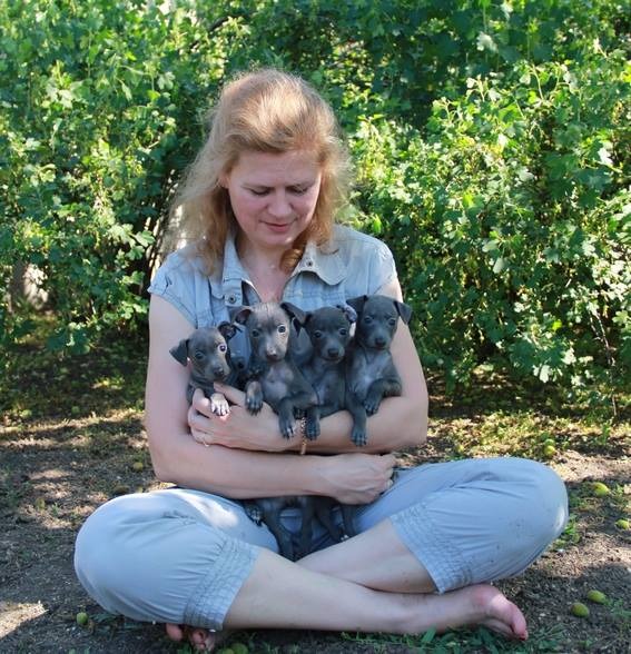 ПОМЁТ "Б" в питомнике "Виртус Регум" / litter "B" in "Virtus Regum"