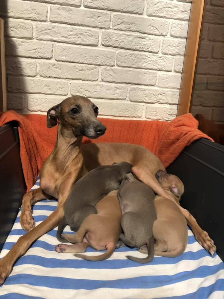 ПОМЁТ "К" / litter "K"