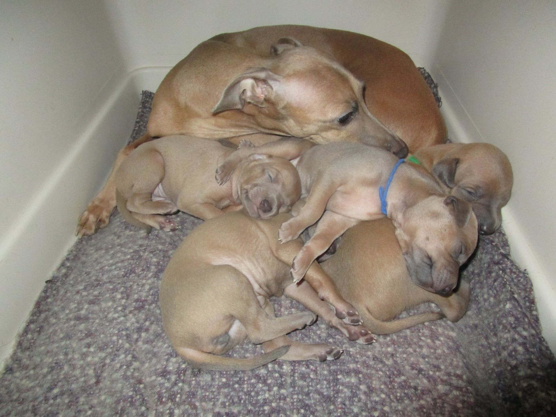 ПОМЁТ "И" / litter "I"