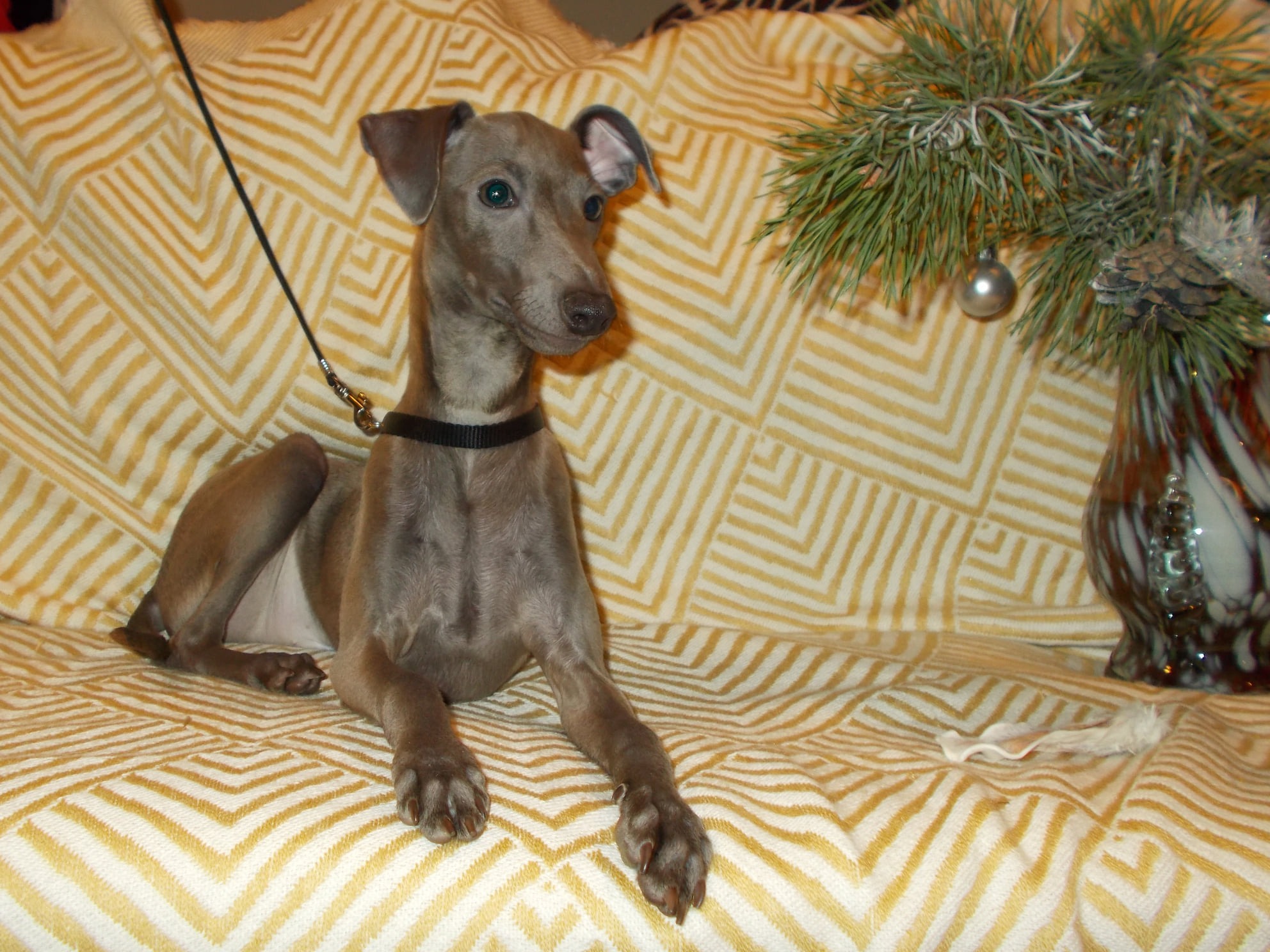 ПОМЁТ "З" / litter "Z"