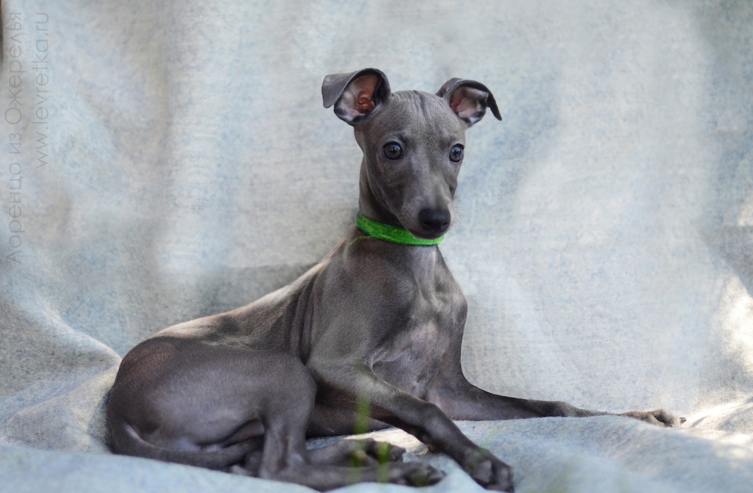 ПОМЁТ "Л" / litter "L"