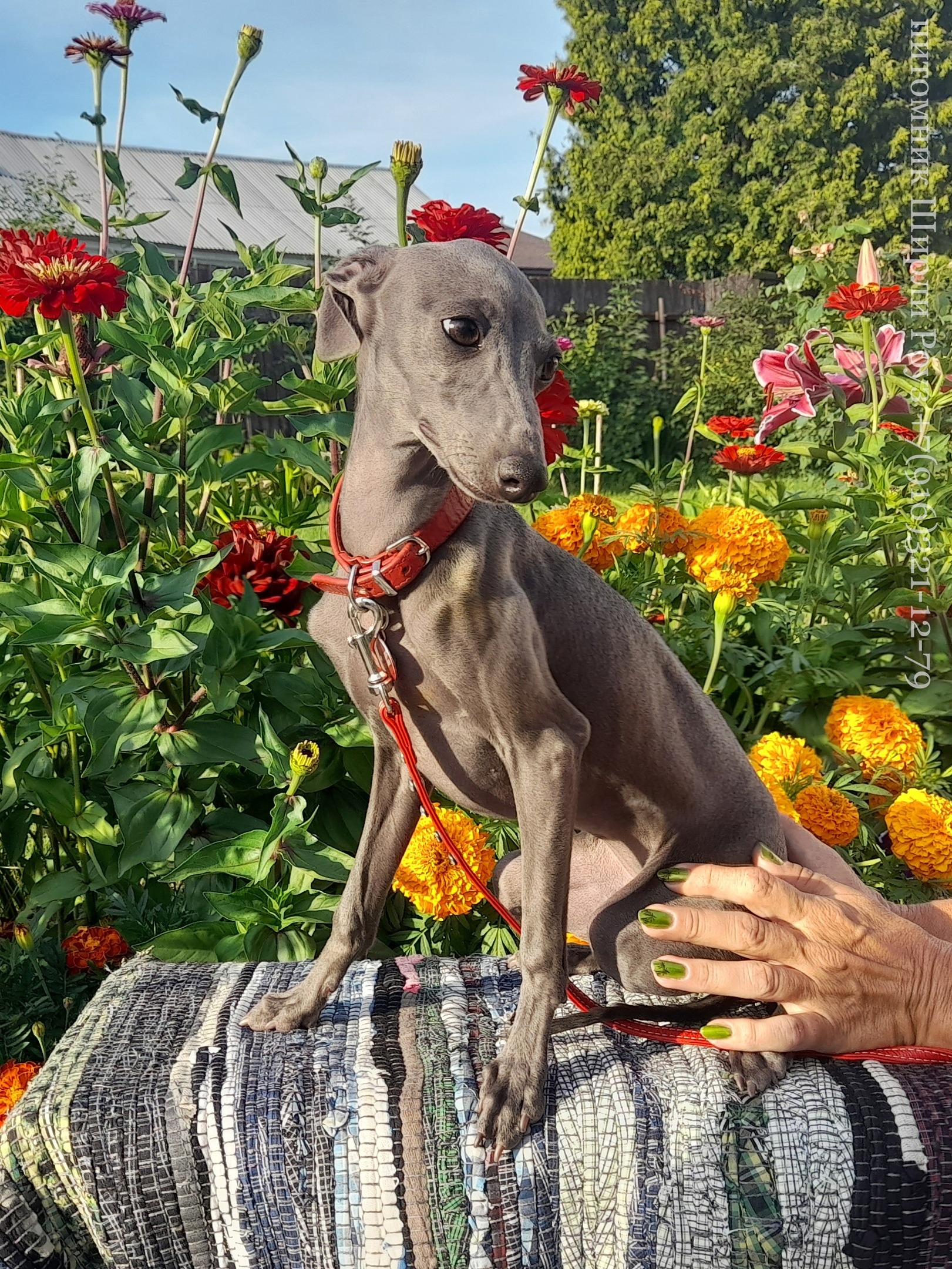 ПОМЁТЫ в питомнике «Ширли Роуз» / litters in "Shirli Rose"