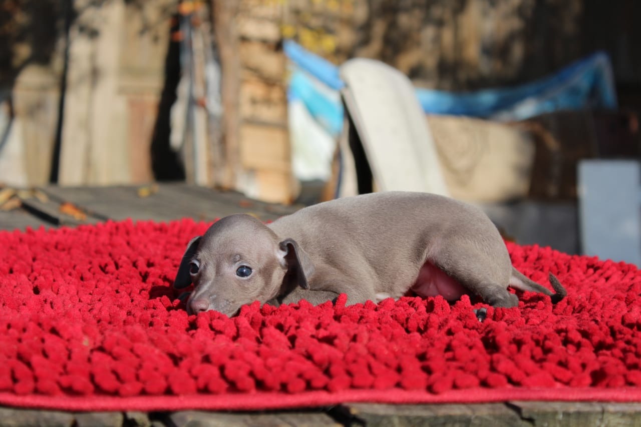 ПОМЁТ "Я" / litter "Y"