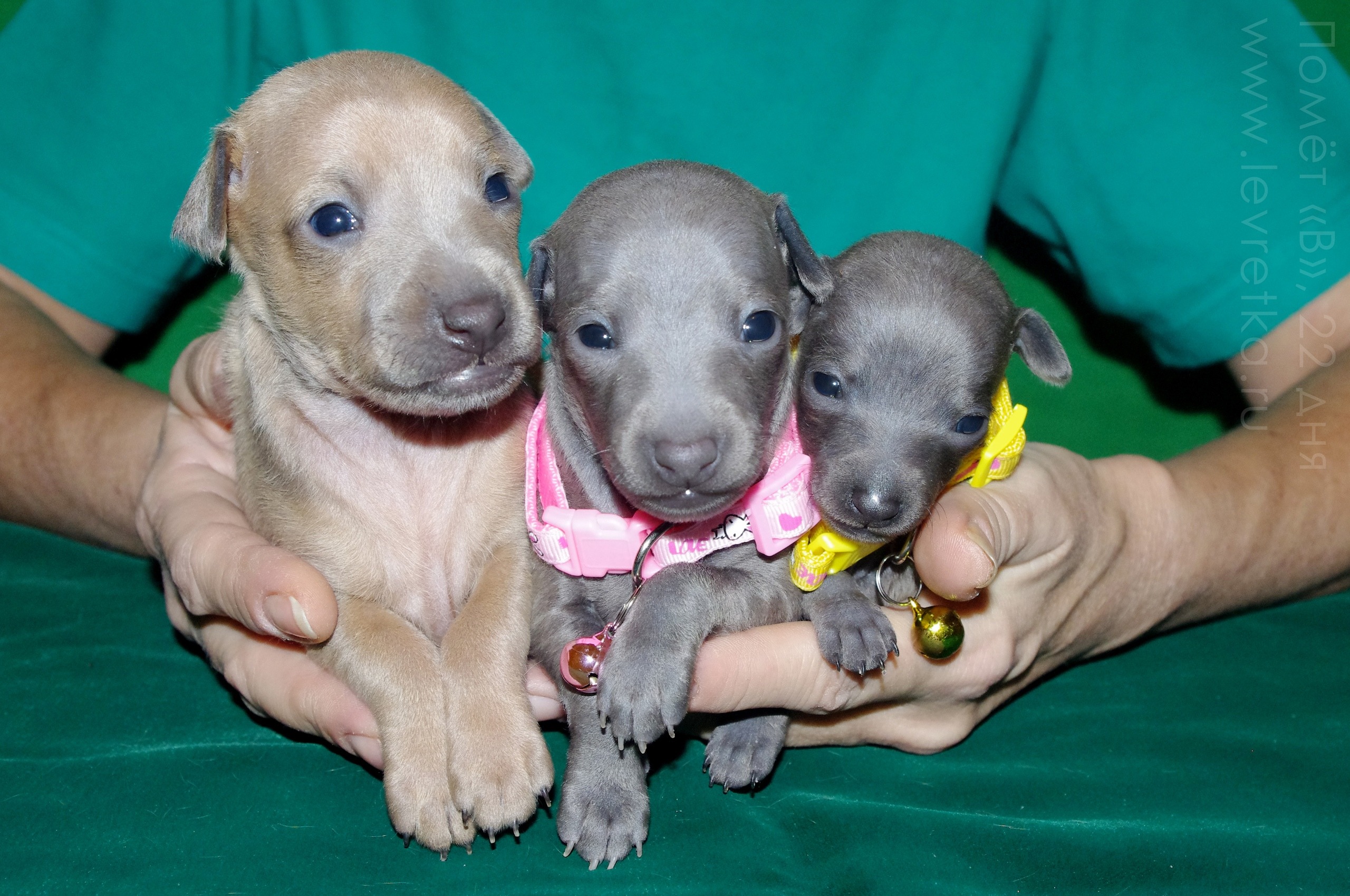 ПОМЁТ "В" / litter "V"