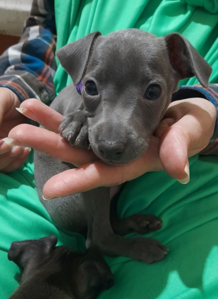 ПОМЁТ "С" / litter "S"