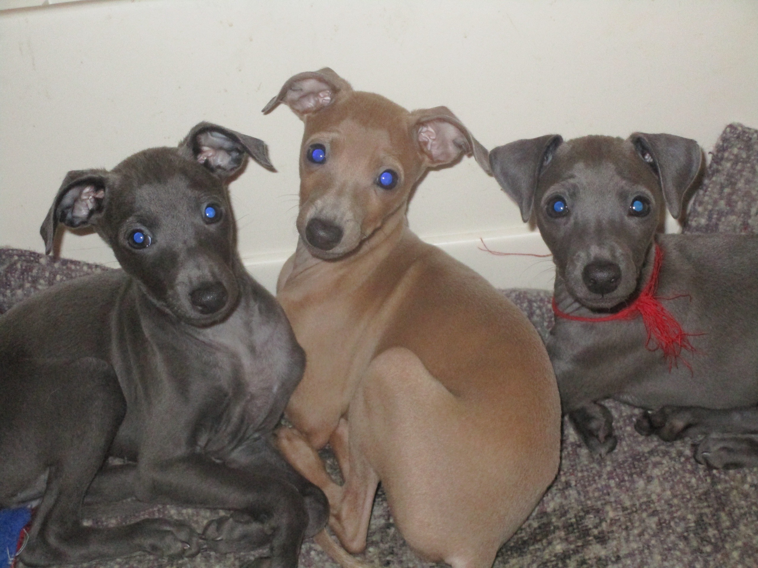 ПОМЁТ "О" / litter "O"