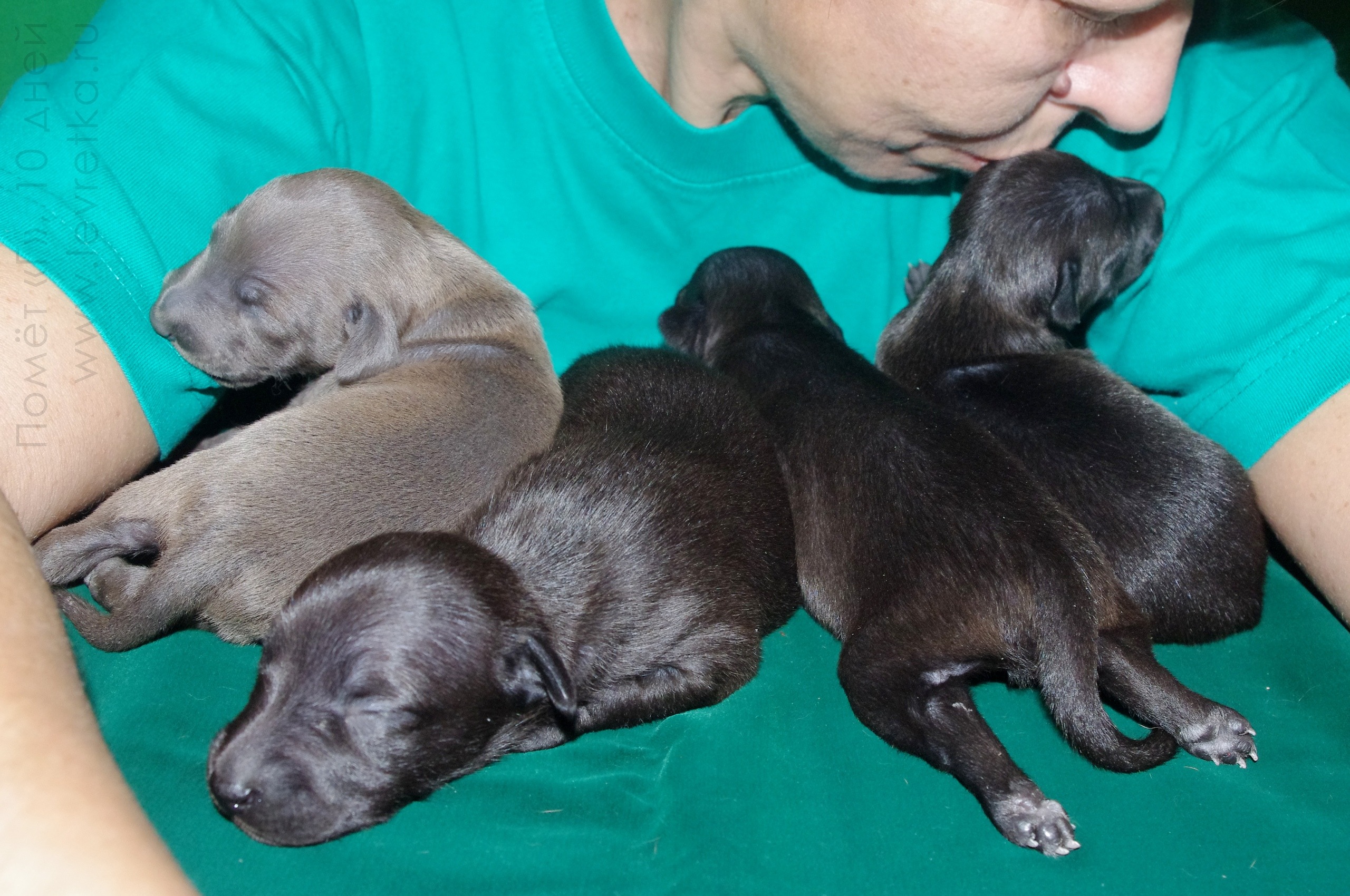 ПОМЁТ "Г" / litter "G"