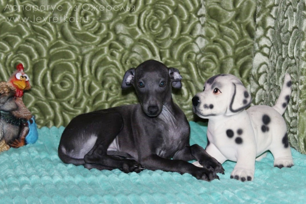 ПОМЁТ "А" / litter "A"