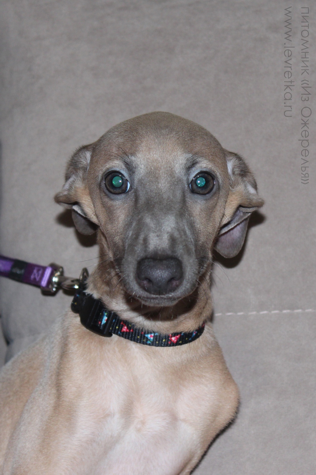 ПОМЁТ "Ч" / litter "C"