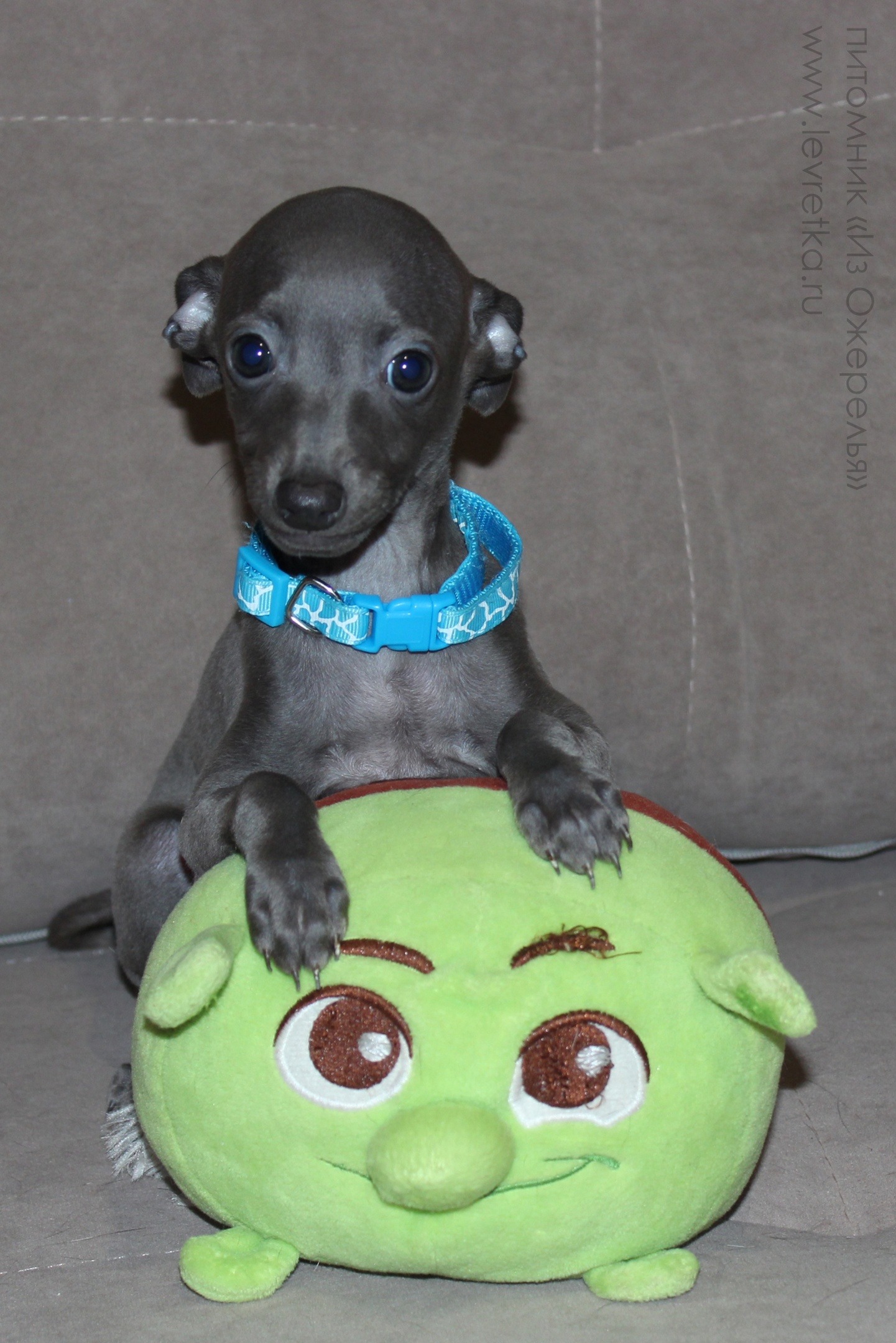 ПОМЁТ "Ш" / litter "S"