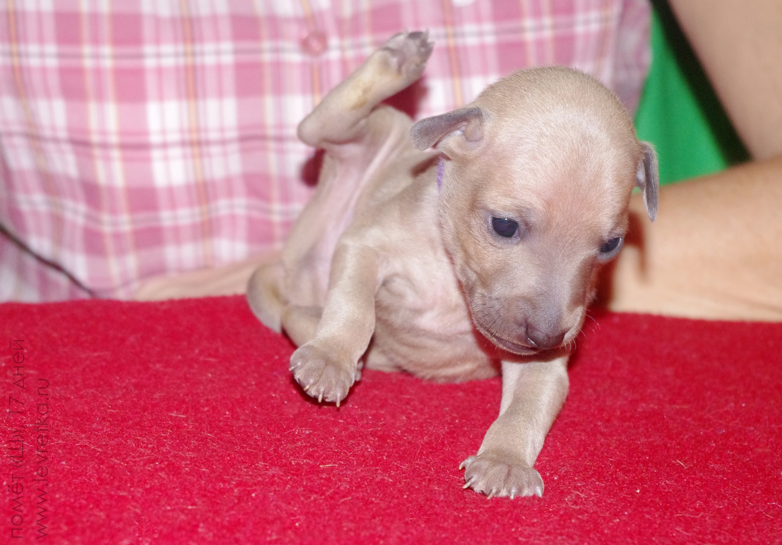 ПОМЁТ "Ш" / litter "S"