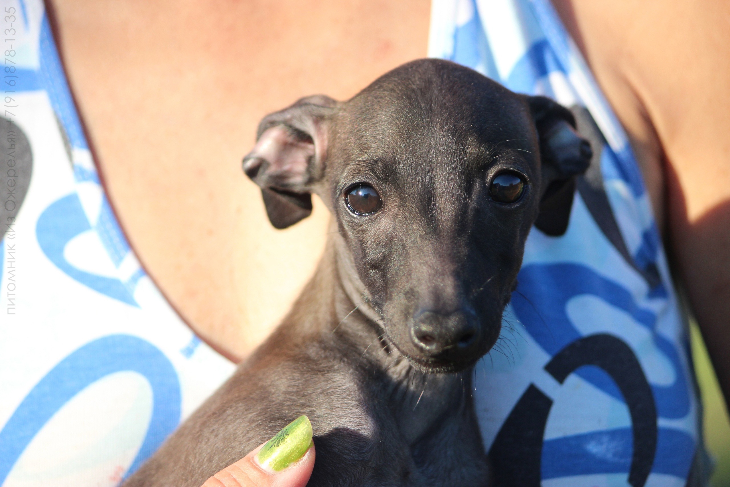 ПОМЁТ "У" / litter "U"