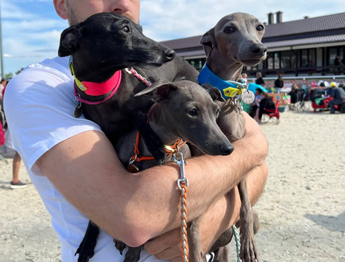 «Ожерельевские» собаки