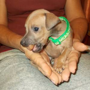 CWcTSS_5WVM_original