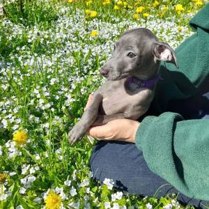 2EjhkSAQzug_original