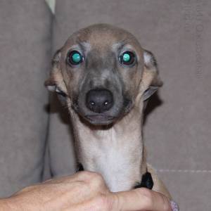 Ml4adm5Fry0_original