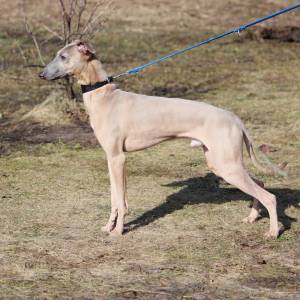 SX3MKGTr_38_original