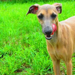 -PseA8OfeAA_original