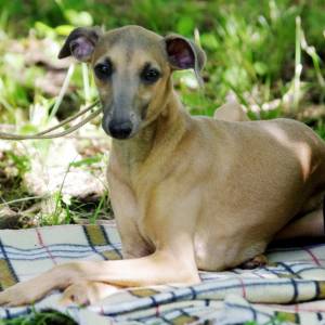 AfPVb_YZw88_original