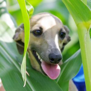 LugC9I63q1U_original